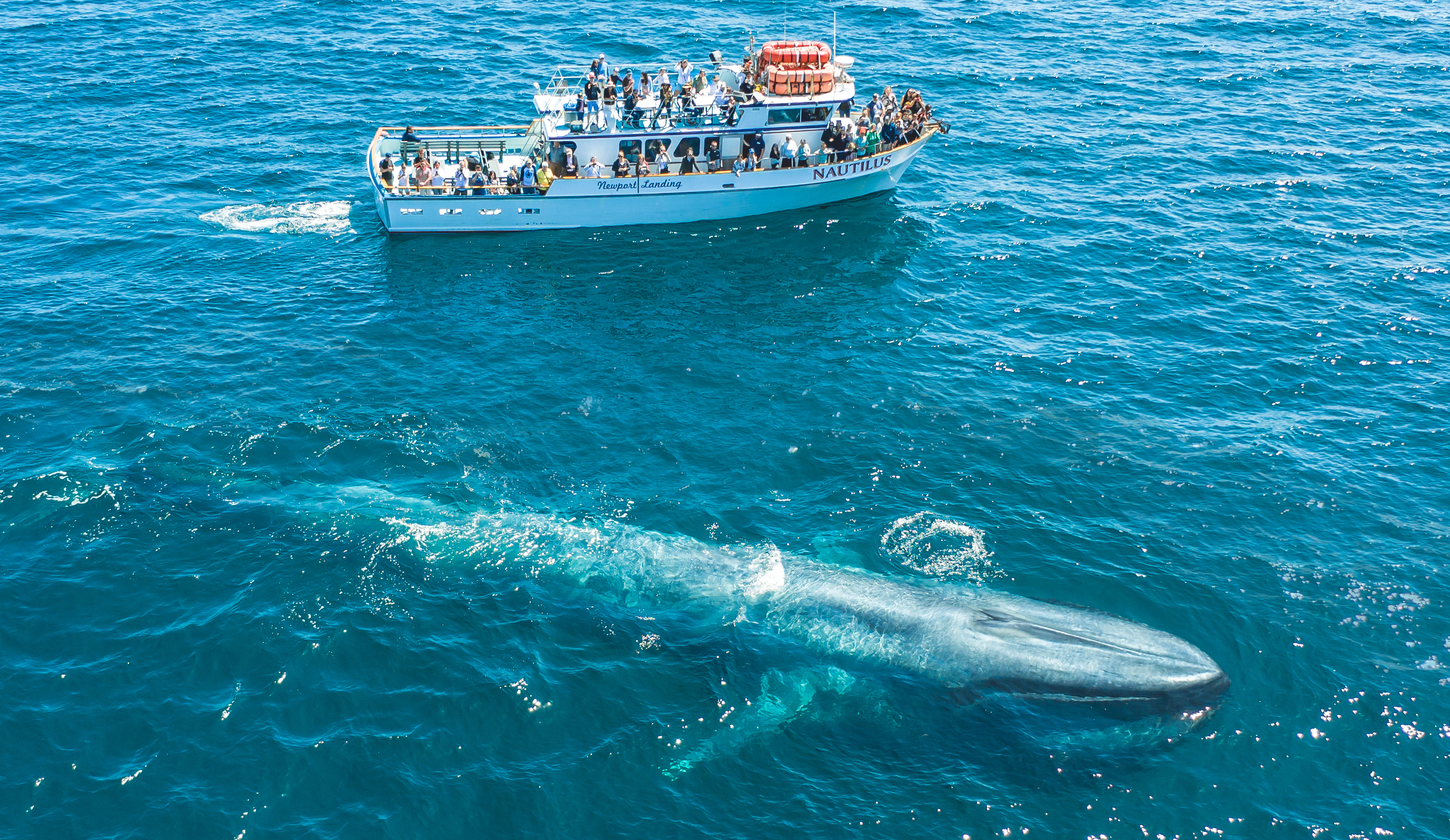 Redondo-beach-whale-watching-cruises