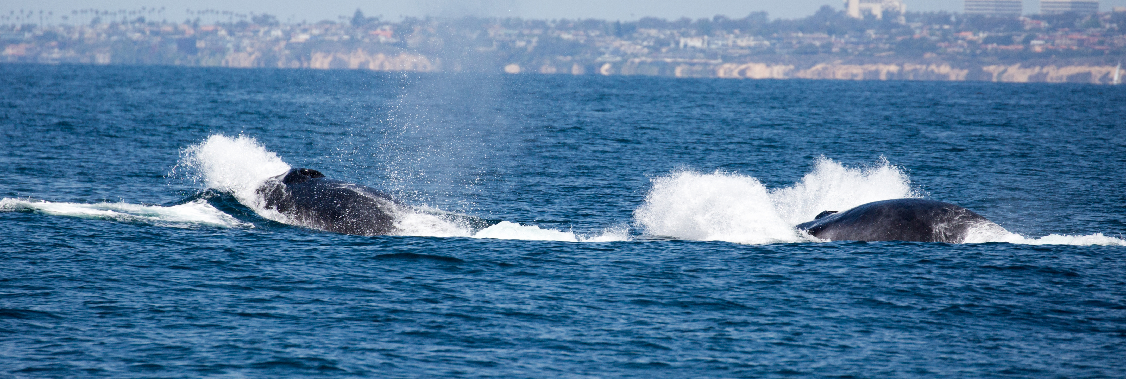 finback-whale-watching-Redondo-beach-tours