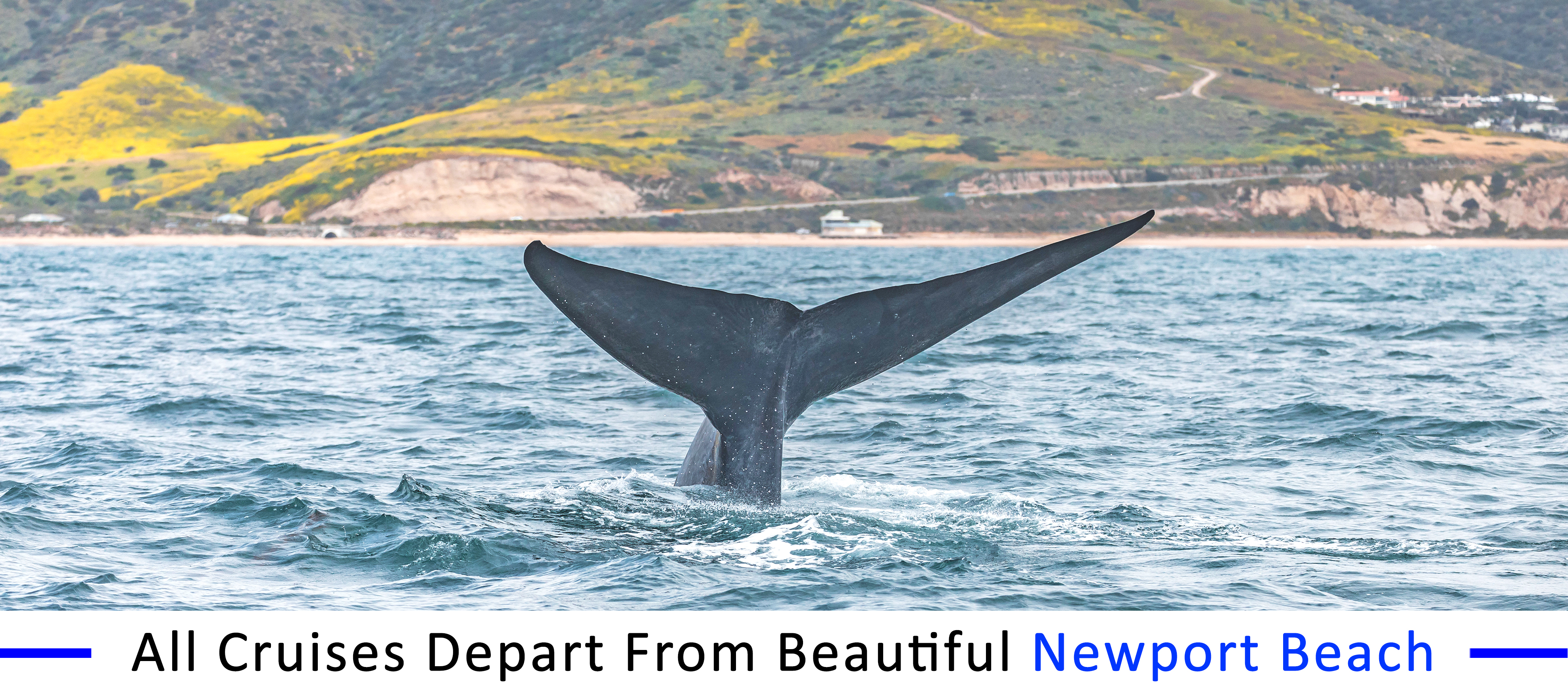 whale-watching-Redondo-beach-group-pricing