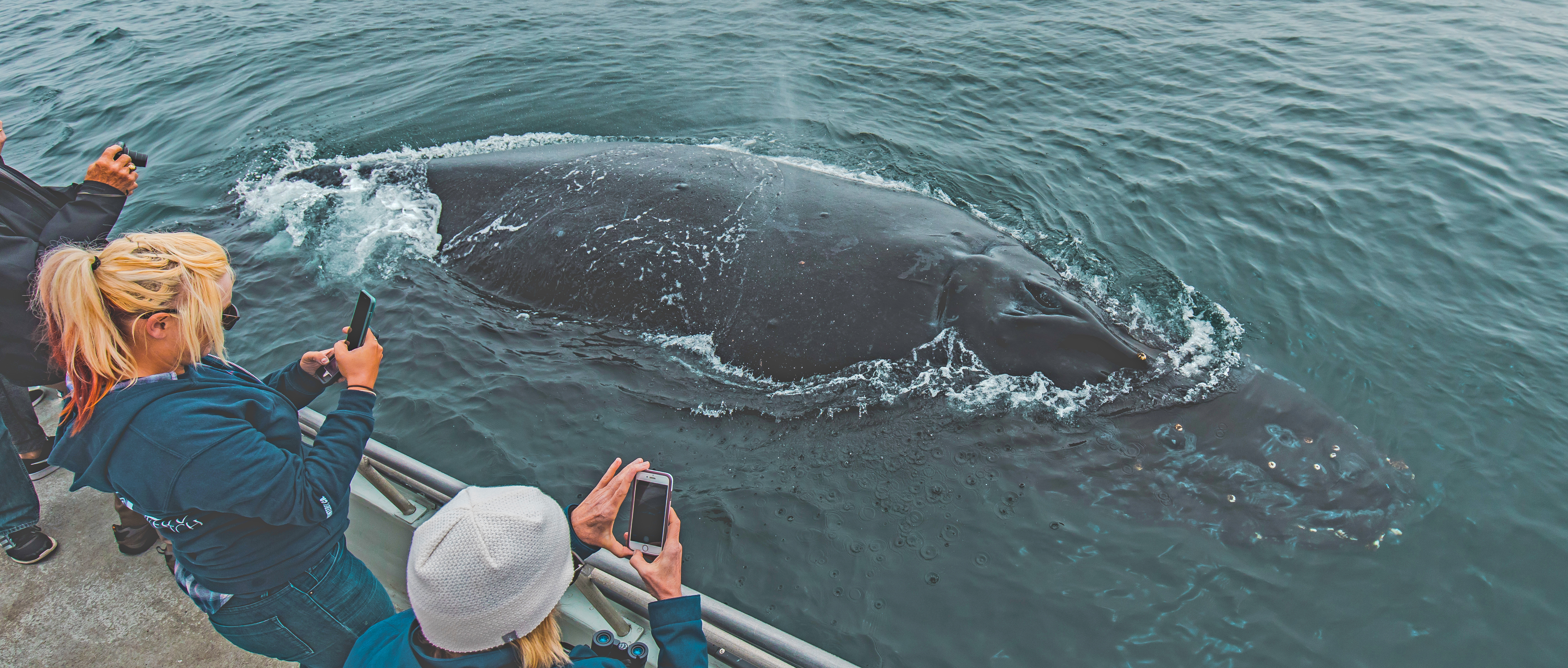 Redondo-beach-humpback-whale-watch