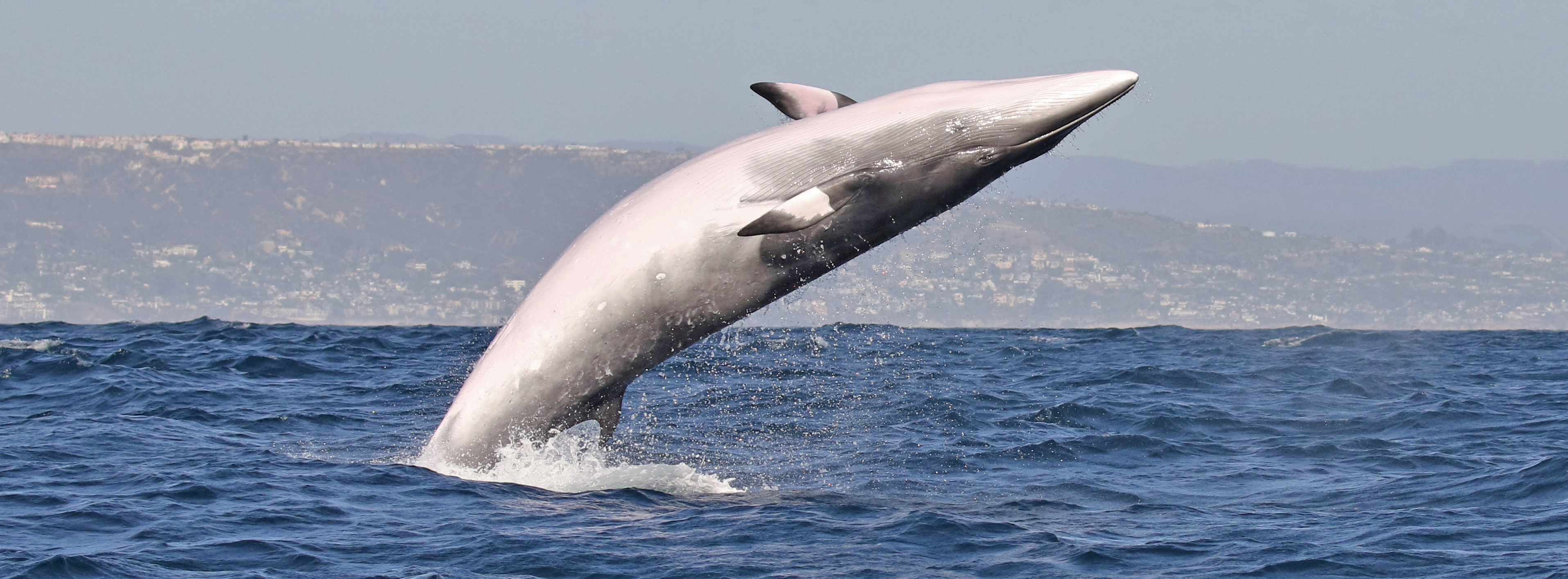 Redondo-beach-minke-whale